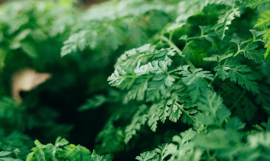 Que faire avec des herbes bien mûres ?